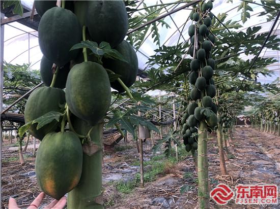 臺灣引進的木瓜新品種 劉惠萍 攝 (2).jpg