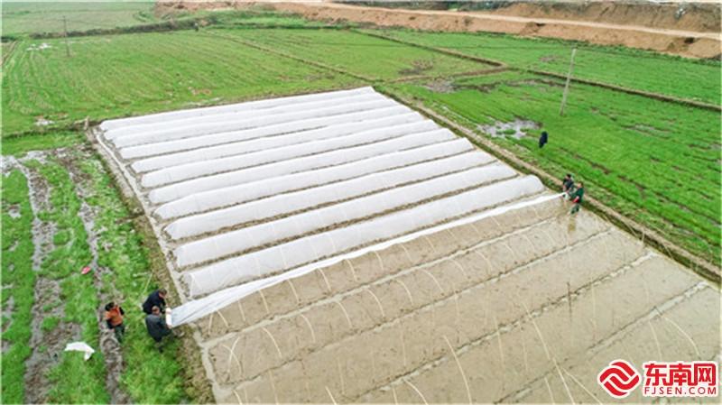 農(nóng)戶正在加蓋薄膜 黃平柳 攝 (2).jpg