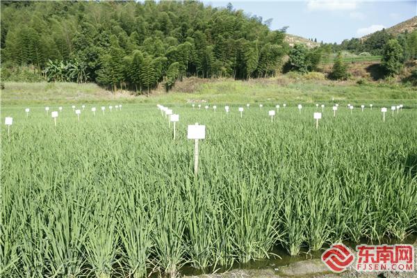 _科技特派員組團服務——永安市小陶鎮上湖口村金山農場的稻田里，種著68個新品種優質水稻2.jpg