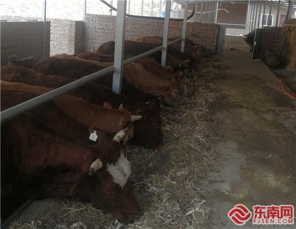 陜西省清澗縣興業惠民養殖合作社養殖的黃牛.jpg