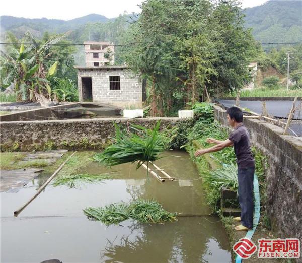 欽州市浦北縣垌口村村民給育苗投喂象草.jpg