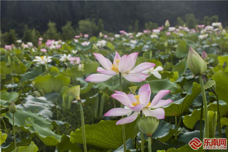 荷花池一隅2。董觀生攝.jpg