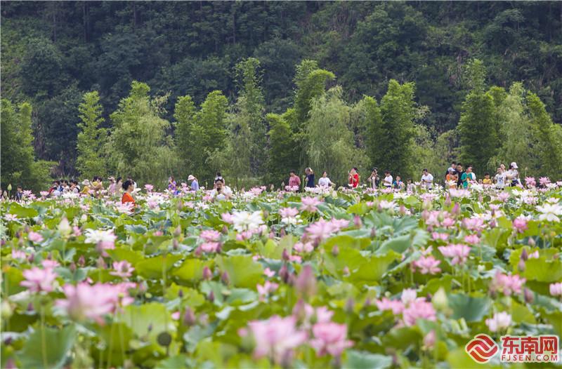 7月6日，荷花池引數千游客。董觀生攝.jpg