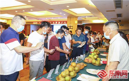 客商在“建寧玉梨”推介會現(xiàn)場了解玉梨品種 饒麗英 攝.jpg