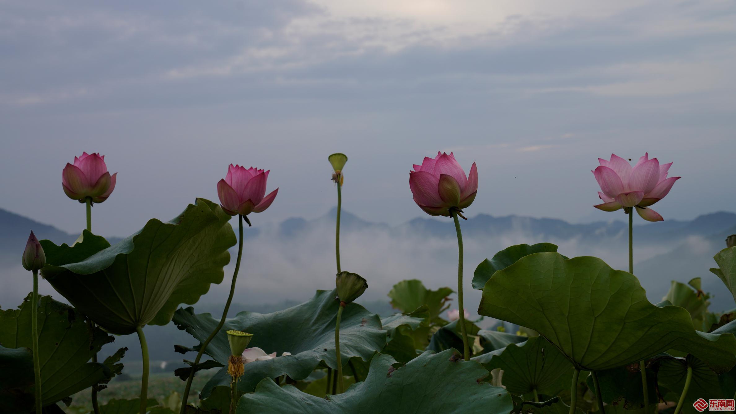 荷花盛開.jpg