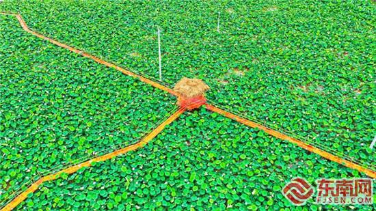 60畝荷花盛開成為當?shù)鼐W(wǎng)紅景點.jpg