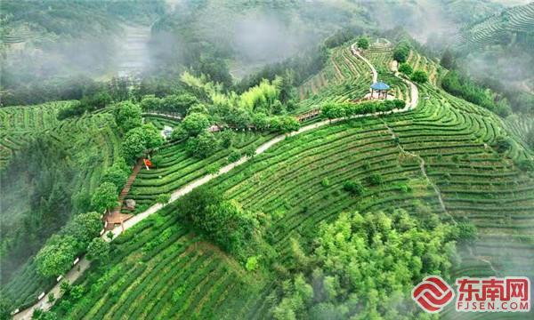 五龍山茶園風景.jpg