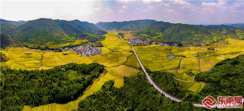 一望無際的稻田，就像一片金色海洋，黃尉峰攝.jpg