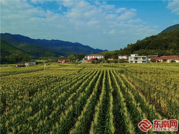 洪田鎮(zhèn)上石村的玉米地（俞春梅 攝）.jpg