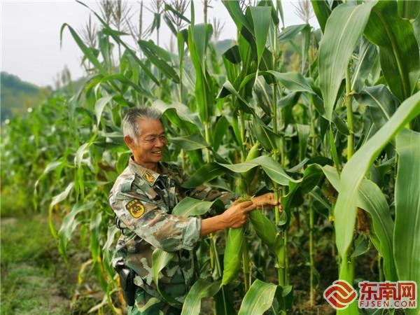 洪田鎮(zhèn)上石村農(nóng)戶玉米地喜獲豐收（俞春梅 攝）.jpg