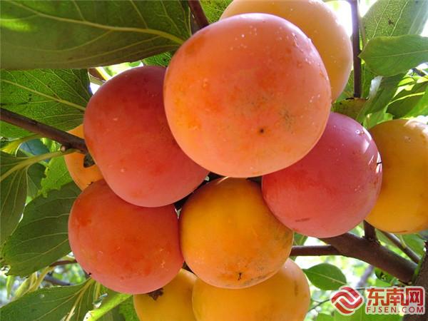 永安西洋柿子碩大鮮紅.jpg