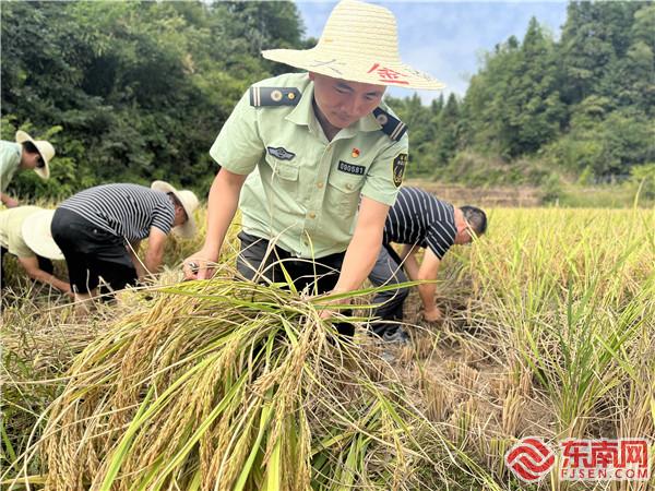 黨員收割稻田.jpg