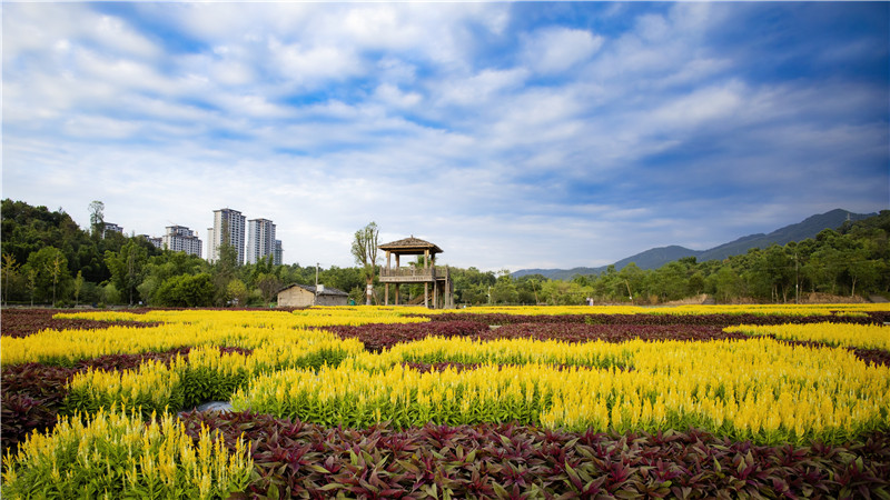 濕地公園花海。（陳光銓 攝）.jpg