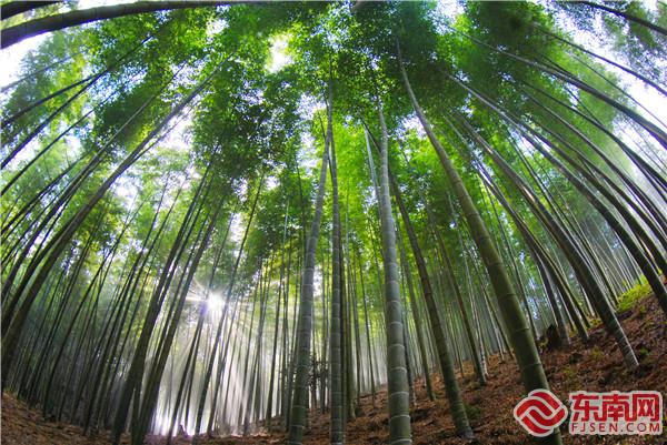 位于永安市上坪鄉的福建竹子現代科技園區.jpg