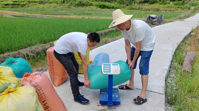 全省最大的低糖雜交水稻種植基地進入收割階段
