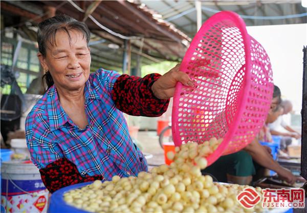 工人將機械剝好的蓮子分揀送入下一道工序.jpg