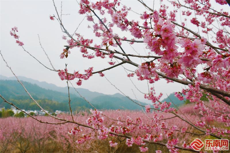 櫻花園.jpg