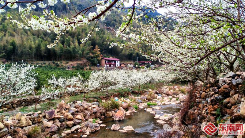西洋鎮(zhèn):萬畝李花次第開 醉美春色迎客來.jpg
