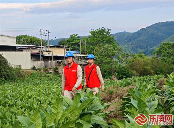 圖為供電員工特巡涉及烤煙用電線路。 吳家欣攝.jpg